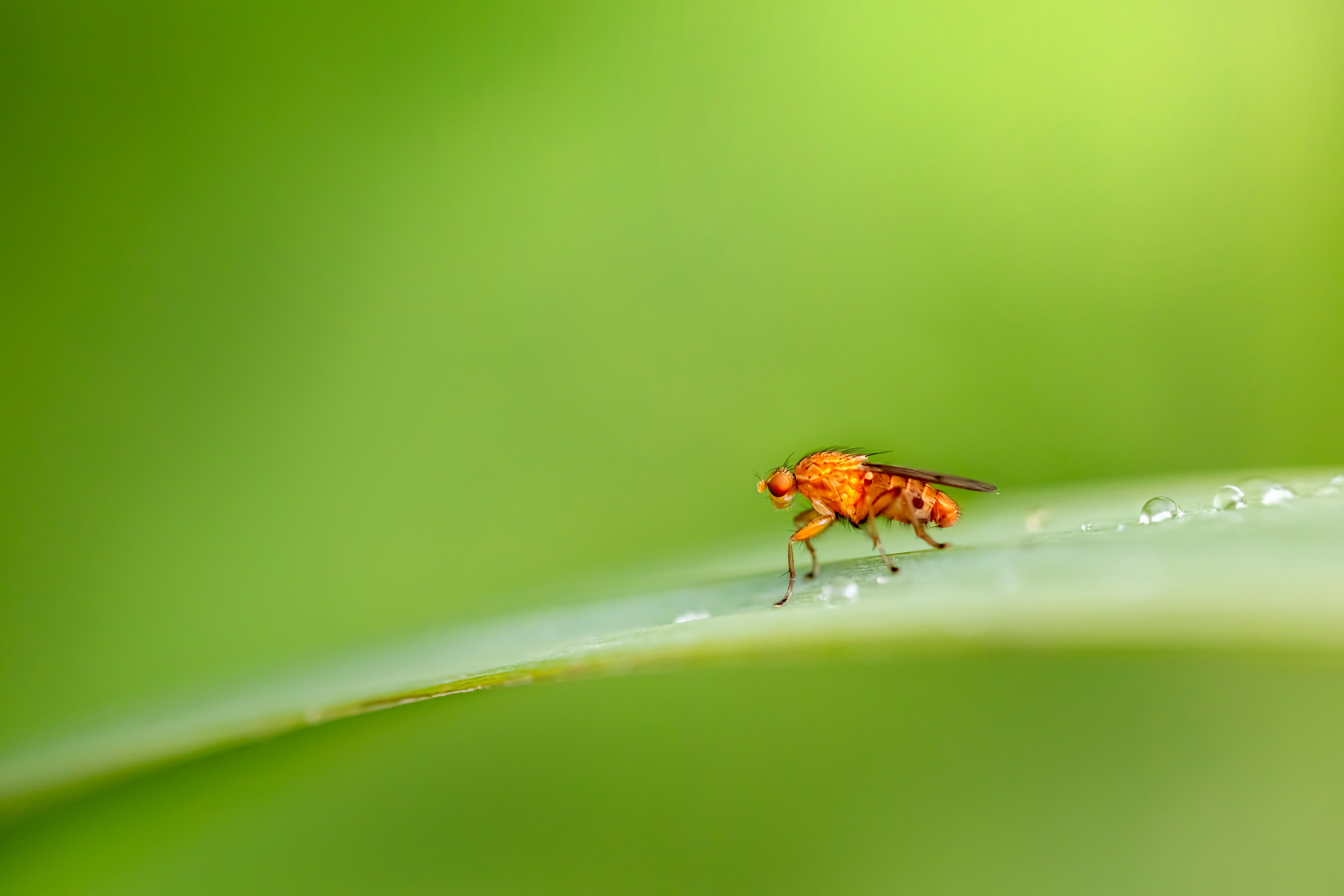 fly